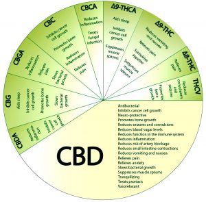 CBD Capsules 3