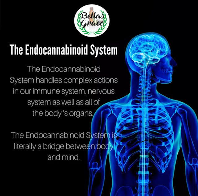 How Does CBD Work? | Bella's Grace | Organic CBD Products