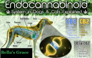 Health Benefits of CBD for Your Pets Health and Wellbeing 4