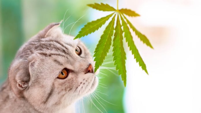 Hemp Oil For Pets