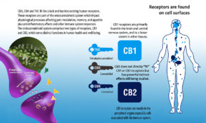 What is CBD? 17