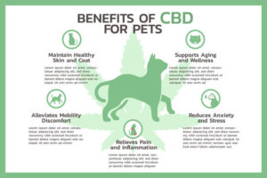 CBD for Pets