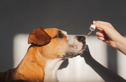 CBD for Pets